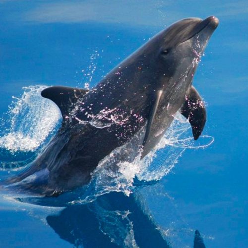 fishwhisperer-bottlenose-dolphins