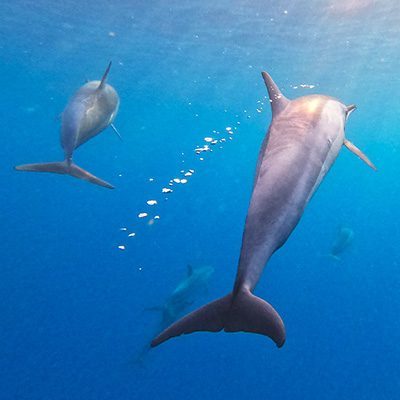 visit-dolphin-mauritius-400